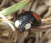 Harmonia axyridis